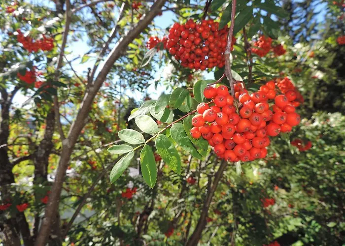 Appartement Canossa *