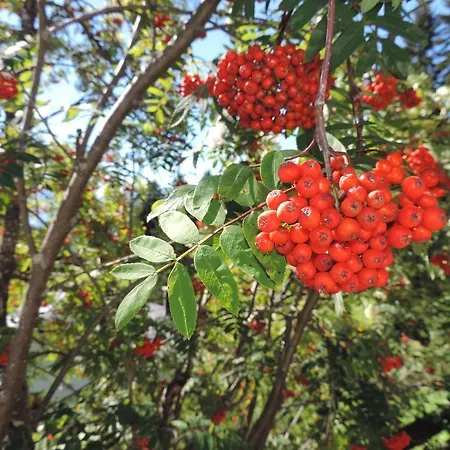 Apartament Canossa *